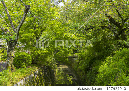 京都新鮮綠色哲學之路 京都新鮮綠色哲學之路 137924940