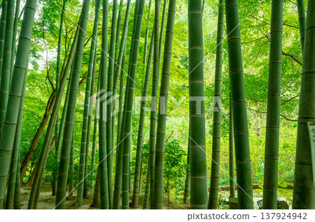 Looking up at the bamboo grove Looking up at the bamboo grove 137924942