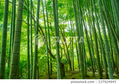 Looking up at the bamboo grove Looking up at the bamboo grove 137924945