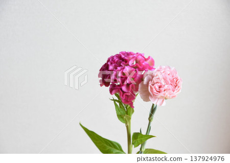 Celosia and Carnations Celosia and Carnations 137924976
