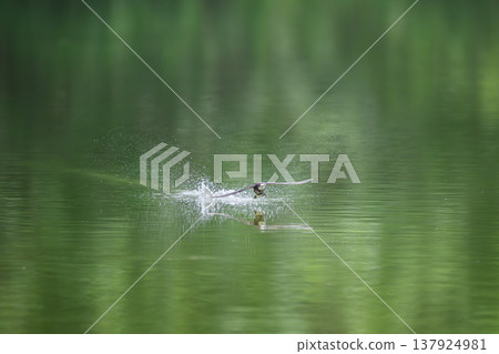 一隻藍尾雨燕高速掠過水面。 一隻藍尾雨燕高速掠過水面。 137924981
