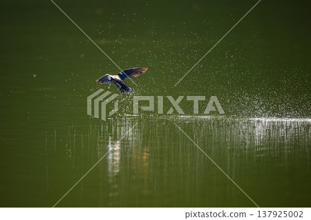 A blue-tailed swift flies at high speed over the water surface 137925002