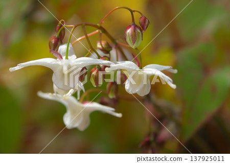 Spring flower: White Epimedium Spring flower: White Epimedium 137925011