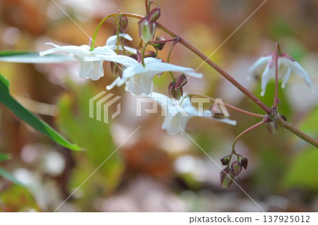 Spring flower: White Epimedium Spring flower: White Epimedium 137925012