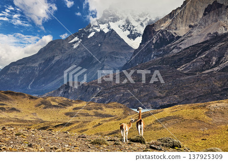 Torres del Paine National Park, Patagonia, Chile 137925309
