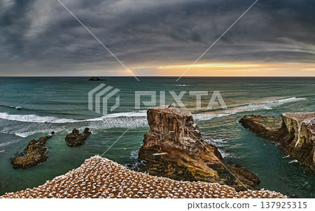 Muriwai Beach at sunset with large colony of gannets in New Zealand Muriwai Beach at sunset with large colony of gannets in New Zealand 137925315