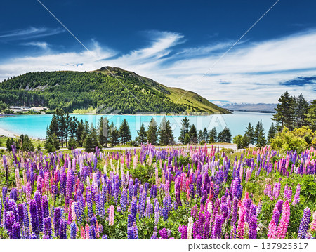 Lake Tekapo and blooming lupins in New Zealand Lake Tekapo and blooming lupins in New Zealand 137925317