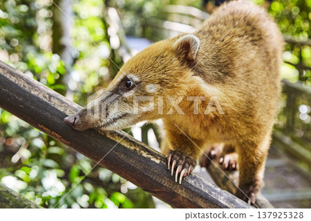 Coati at Iguazu Falls in Argentina 137925328
