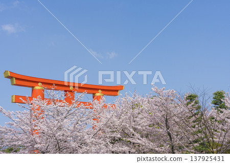 Otorii and cherry blossoms in Kyoto Heian Shrine Otorii and cherry blossoms in Kyoto Heian Shrine 137925431