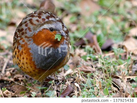 Bamboo partridge during a meal 137925438