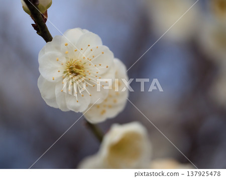 The lovely white plum blossoms "Ryokugaku" bloomed on a sunny day in March. The lovely white plum blossoms "Ryokugaku" bloomed on a sunny day in March. 137925478
