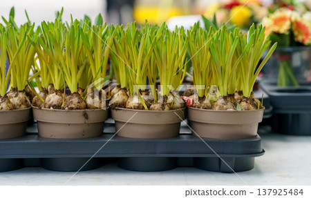 Spring bulbs (Narcissus spp.) growing in pots with fresh green shoots. Indoor gardening, seasonal decoration, plant growth and nature concept Spring bulbs (Narcissus spp.) growing in pots with fresh green shoots. Indoor gardening, seasonal decoration, plant growth and nature concept 137925484