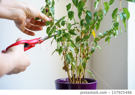 Hands pruning indoor fuchsia plant (Fuchsia hybrida) with scissors. Home gardening care, trimming houseplant, maintenance and healthy growth concept 137925486