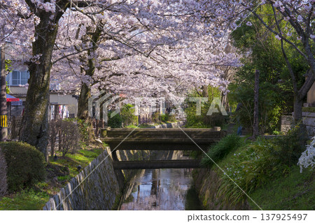 京都哲學之路櫻花 京都哲學之路櫻花 137925497