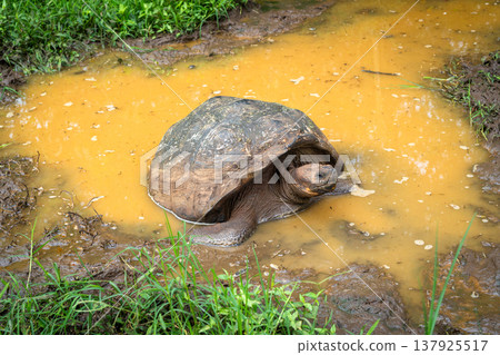 Galapagos giant tortoise in the wetlands of Santa Cruz Island, Ecuador Galapagos giant tortoise in the wetlands of Santa Cruz Island, Ecuador 137925517