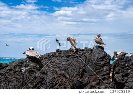 Blue-footed booby and pelican on volcanic rocks, Isabela Island, Galapagos, Ecuador 137925519