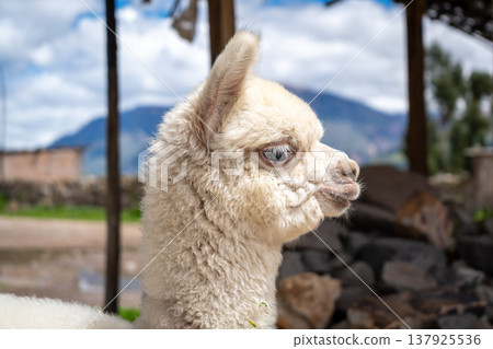 White baby alpaca in Peru wearing colorful pom-poms 137925536