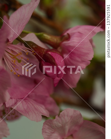Kawazu cherry blossoms in full bloom in the spring sunshine Kawazu cherry blossoms in full bloom in the spring sunshine 137925591