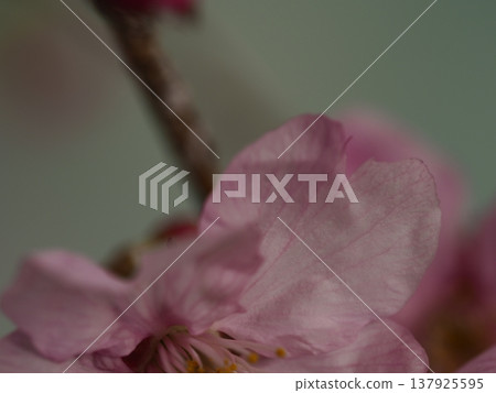 Cute pink Kawazu cherry blossoms 137925595