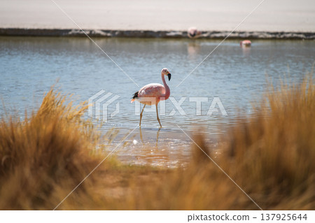 Tranquil pink flamingo bird walking in blue water, wildlife nature lake scene Tranquil pink flamingo bird walking in blue water, wildlife nature lake scene 137925644