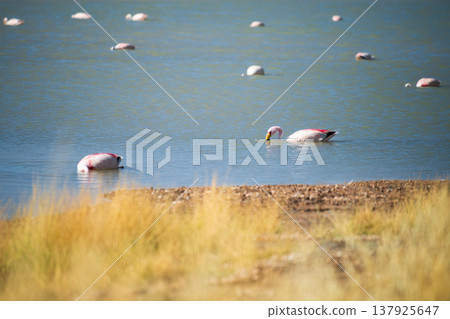 Serene wild flamingos wading in scenic blue lake in Bolivia 137925647