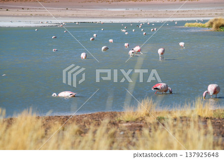 Serene flock of wild flamingo bird wading in remote andean lake 137925648