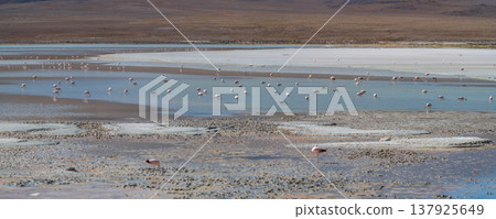 Tranquil flock of flamingo in serene blue lagoon landscape of Bolivia 137925649