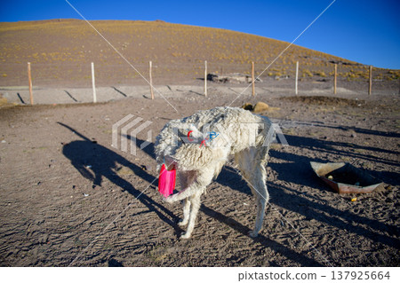 Thirsty white llama drinking water from pink bucket in arid desert 137925664