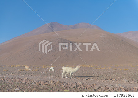 Peaceful llama in Andes mountain desert, beautiful landscape in Bolivia and Chile Peaceful llama in Andes mountain desert, beautiful landscape in Bolivia and Chile 137925665