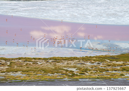 Serene pink water reflection at Laguna Colorada beautiful landscape in Bolivia Serene pink water reflection at Laguna Colorada beautiful landscape in Bolivia 137925667