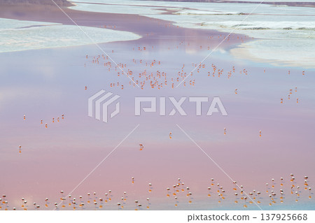 Serene flock of flamingos wading in pink Laguna Colorada Bolivia Serene flock of flamingos wading in pink Laguna Colorada Bolivia 137925668