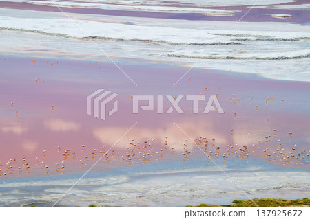 Serene pink salt lake Laguna Colorada natural wonder in Bolivia Serene pink salt lake Laguna Colorada natural wonder in Bolivia 137925672