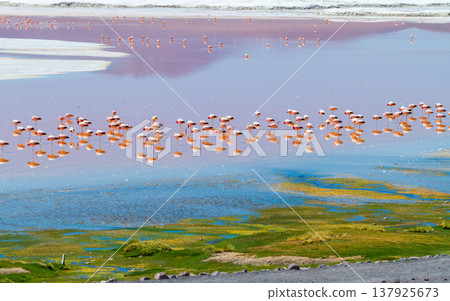 Tranquil view of flamingo flock at vibrant Laguna Colorada in Bolivia 137925673