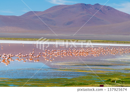 Peaceful flock of flamingo at Laguna Colorada stunning lake in Bolivia with mountain view Peaceful flock of flamingo at Laguna Colorada stunning lake in Bolivia with mountain view 137925674