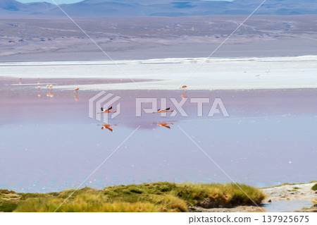 Serene flamingos flying over red salt lake Laguna Colorada in Bolivia Serene flamingos flying over red salt lake Laguna Colorada in Bolivia 137925675