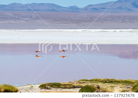 Serene red flamingo lake at Laguna Colorada in Bolivia with mountain Serene red flamingo lake at Laguna Colorada in Bolivia with mountain 137925676