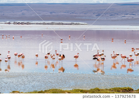 Serene flock of flamingos wading in red Laguna Colorada in Bolivia Serene flock of flamingos wading in red Laguna Colorada in Bolivia 137925678