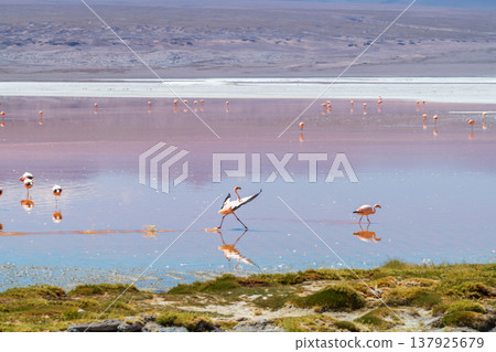 Graceful flamingo wading in colorful Laguna Colorada lake in Bolivia 137925679