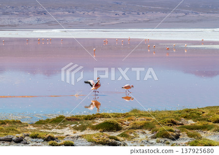 Serene flamingos wading in red Laguna Colorada landscape in Bolivia 137925680