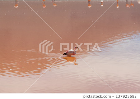 Serene flamingo wading in red water of Laguna Colorada Bolivia Serene flamingo wading in red water of Laguna Colorada Bolivia 137925682