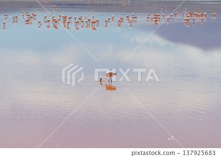 Serene flamingo reflection at colorful Laguna Colorada in Bolivia Serene flamingo reflection at colorful Laguna Colorada in Bolivia 137925683