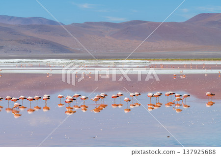 Serene flamingos wading in amazing Laguna Colorada of Bolivia Serene flamingos wading in amazing Laguna Colorada of Bolivia 137925688