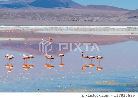 Peaceful flamingos reflect in stunning Laguna Colorada Bolivia Peaceful flamingos reflect in stunning Laguna Colorada Bolivia 137925689