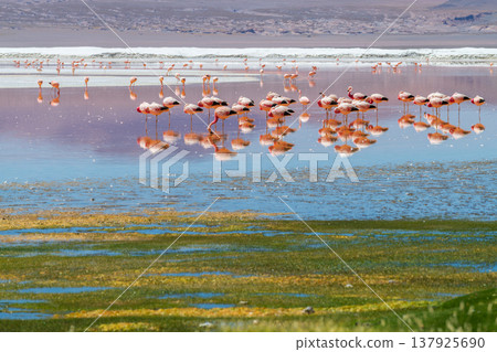 Serene flamingo flock reflects in water at Laguna Colorada Bolivia 137925690