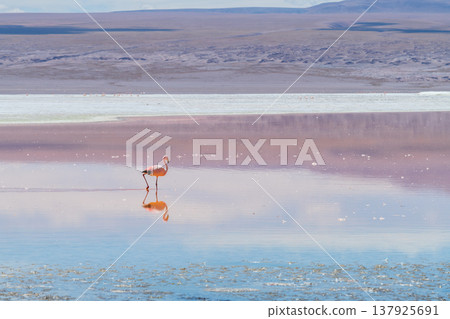 Solitary flamingo stands in serene Laguna Colorada in Bolivia Solitary flamingo stands in serene Laguna Colorada in Bolivia 137925691