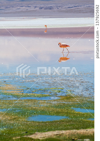 Serene flamingo walking in colorful water of Laguna Colorada Bolivia Serene flamingo walking in colorful water of Laguna Colorada Bolivia 137925692
