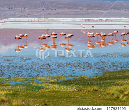 Serene flamingo flock wading in tranquil Laguna Colorada lake in Bolivia Serene flamingo flock wading in tranquil Laguna Colorada lake in Bolivia 137925693