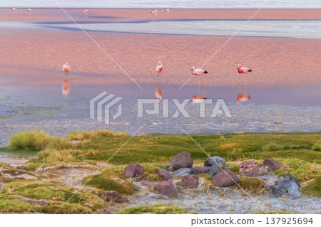 Serene flamingo wading in red water of Laguna Colorada Bolivia beautiful wildlife landscape Serene flamingo wading in red water of Laguna Colorada Bolivia beautiful wildlife landscape 137925694