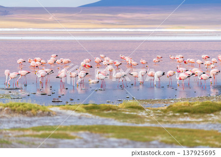 Peaceful flamingo flock wading in colorful Laguna Colorada Bolivia Peaceful flamingo flock wading in colorful Laguna Colorada Bolivia 137925695