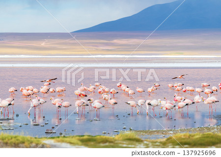 Peaceful flamingo flock at Laguna Colorada colorful red lake in Bolivia Peaceful flamingo flock at Laguna Colorada colorful red lake in Bolivia 137925696